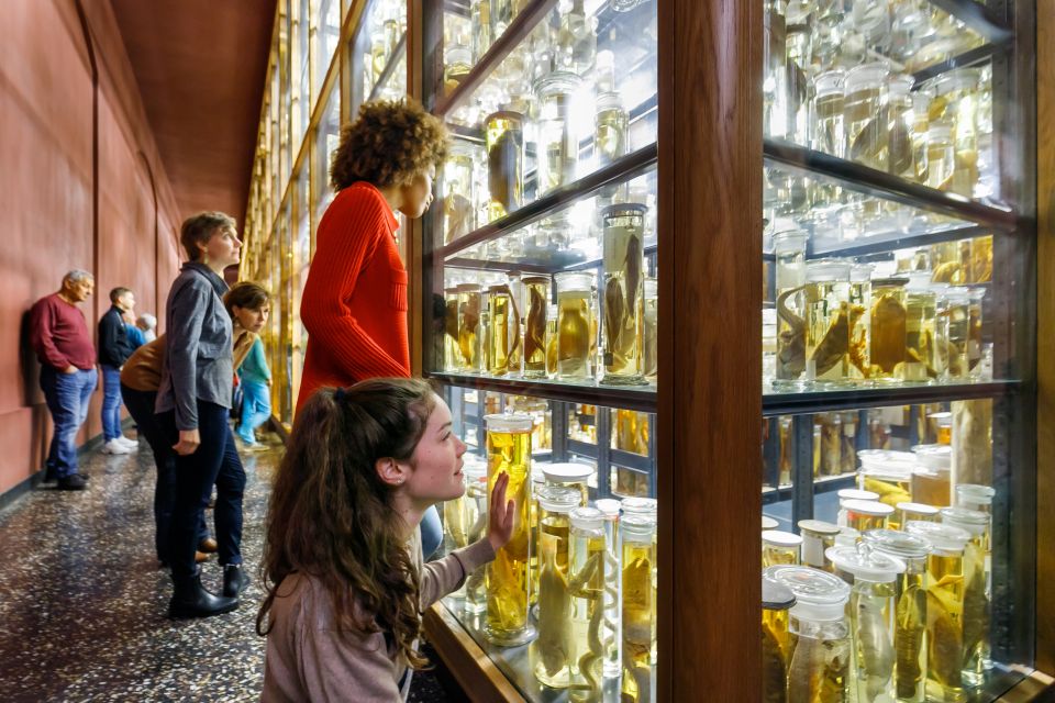 Berlin: Natural History Museum Entrance Ticket - Price and value: is $12 a bargain or just fair?