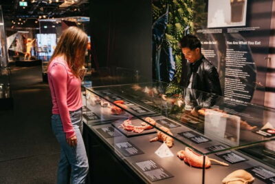 Berlin: Tickets for the BODY WORLDS Museum in Berlin - What you’ll see inside: whole-body plastinates and organ-by-organ lessons